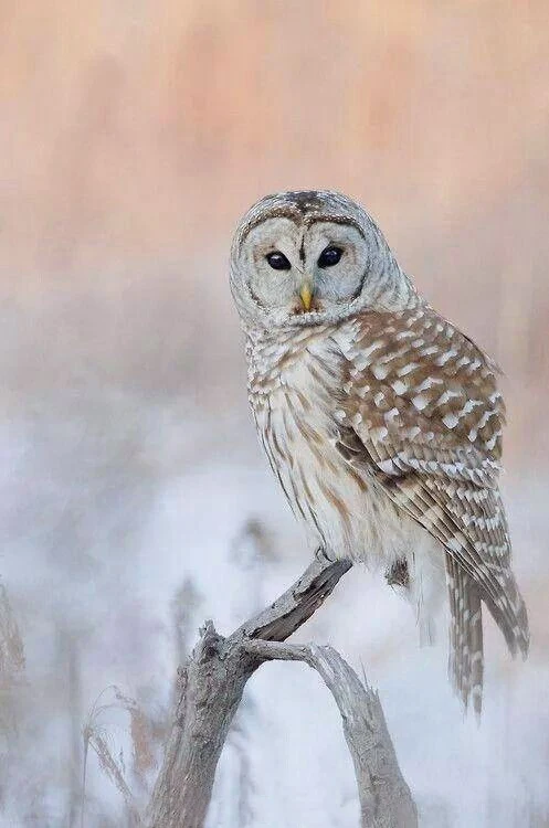 

5D DIY Diamond Painting Full Square Animal Owl Painted Mosaic Embroidery Cross stitch Embroidery Christmas Decorations For Home