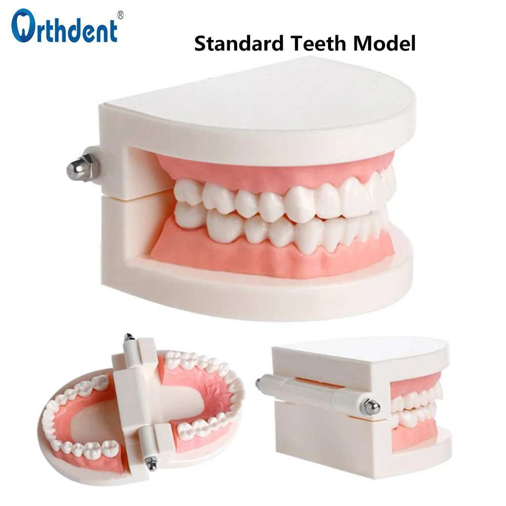 

Dental Teeth Model Brush Teaching Standard Adult Typodont Demonstration Models Training Dentistry Student Study Practice Tools