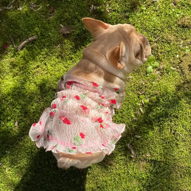 

ins pet cat and dog seersucker jacquard dog clothes summer princess skirt dress translucent ruffle dress