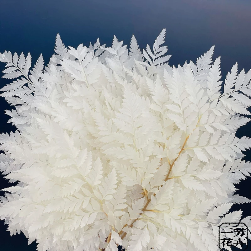 Козий зуб лист папоротник консервированные цветы папоротники домашний декор