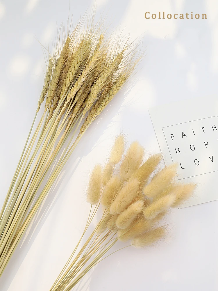

15pcs/Lot Natural Barley Wheat Tassel Rabbit Tail Grass Photography Accessories Photo Studio Props Background Backdrop Ornament