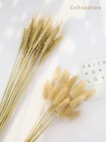 15pcslot natural barley wheat tassel rabbit tail grass photography accessories photo studio props background backdrop ornament