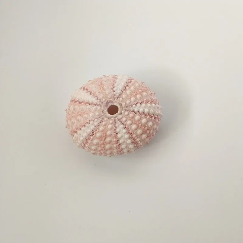 

2/4/6pcs Natural Sea Urchins Pink Dream Sea Urchin Shell Design Conch Beach Wedding Decoration Coastal Home Decoration 3.5-5cm