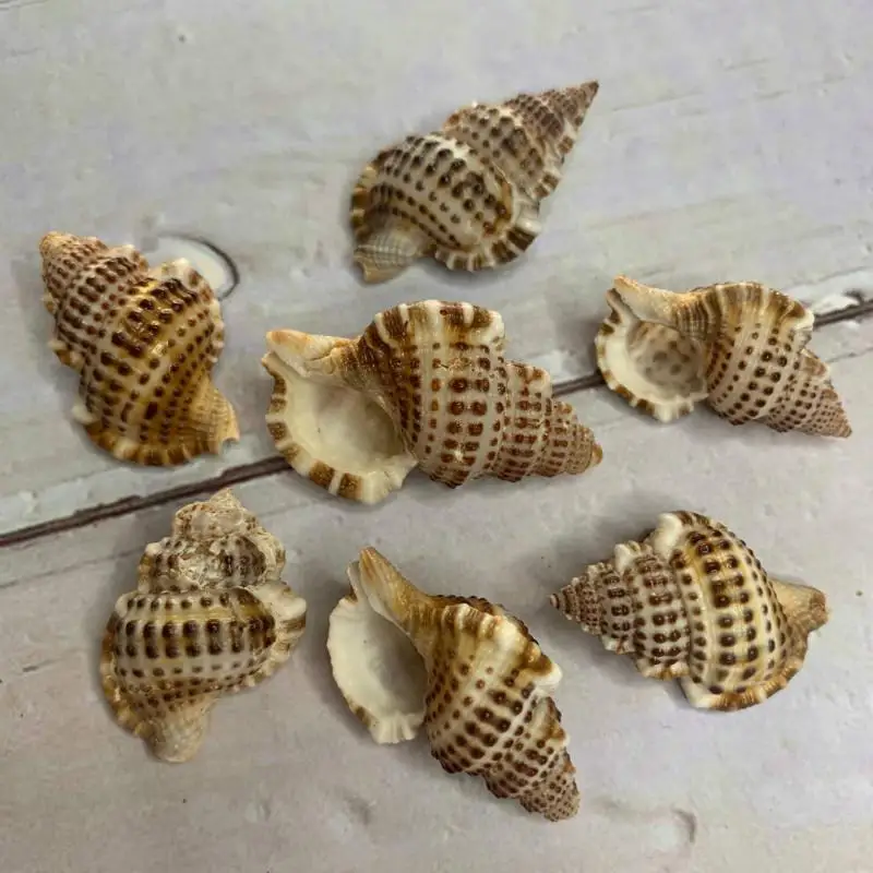 

Hall crab replacement shell