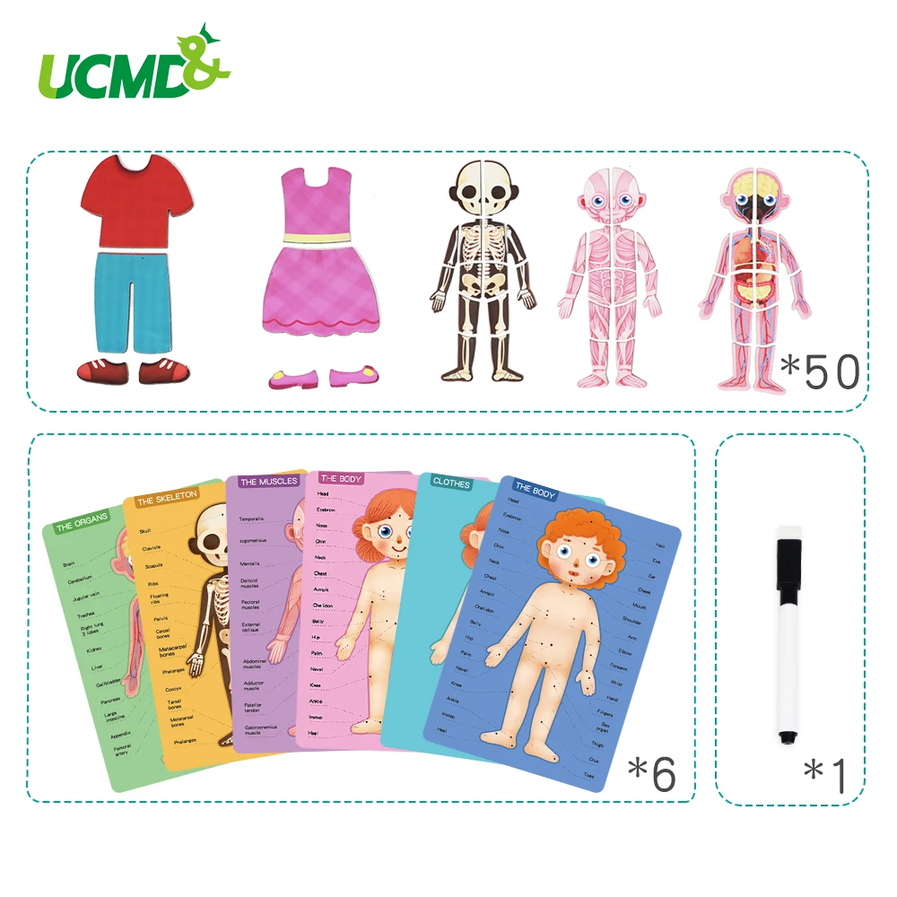 Магнитные игрушки головоломки для тела мышечная костная структура