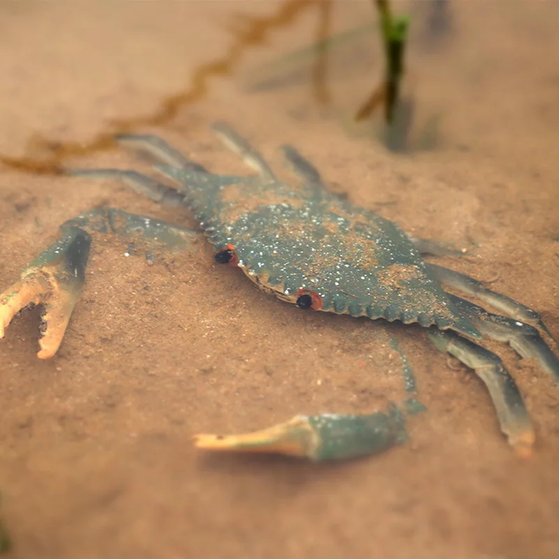 Моделирование морской жизни Краб король КИТ большая белая акула Дельфин Тигр