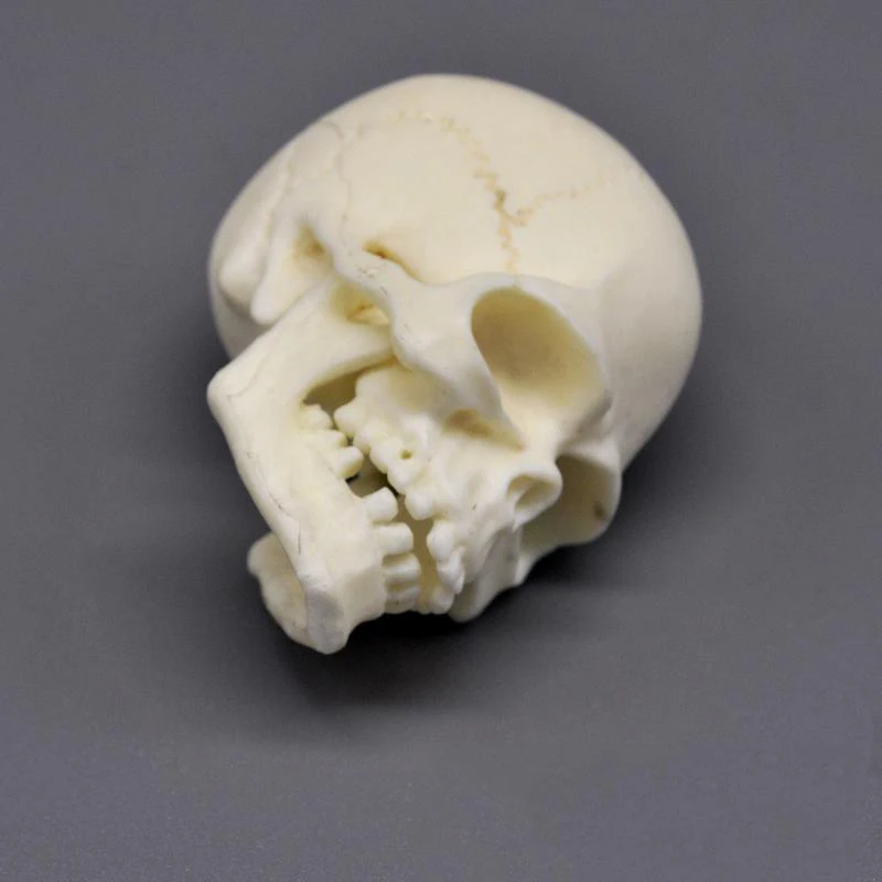 1/6 Scale белый череп головы с ручными типами для 12 дюймовых экшн фигурок сцена