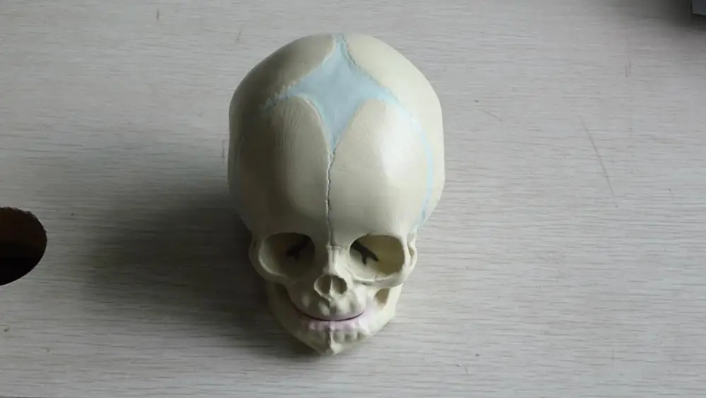 1:1 Human Fetal Baby Infant Medical Anatomical Skull Model for Art Sketch High Simulation Teaching Science | Канцтовары для офиса