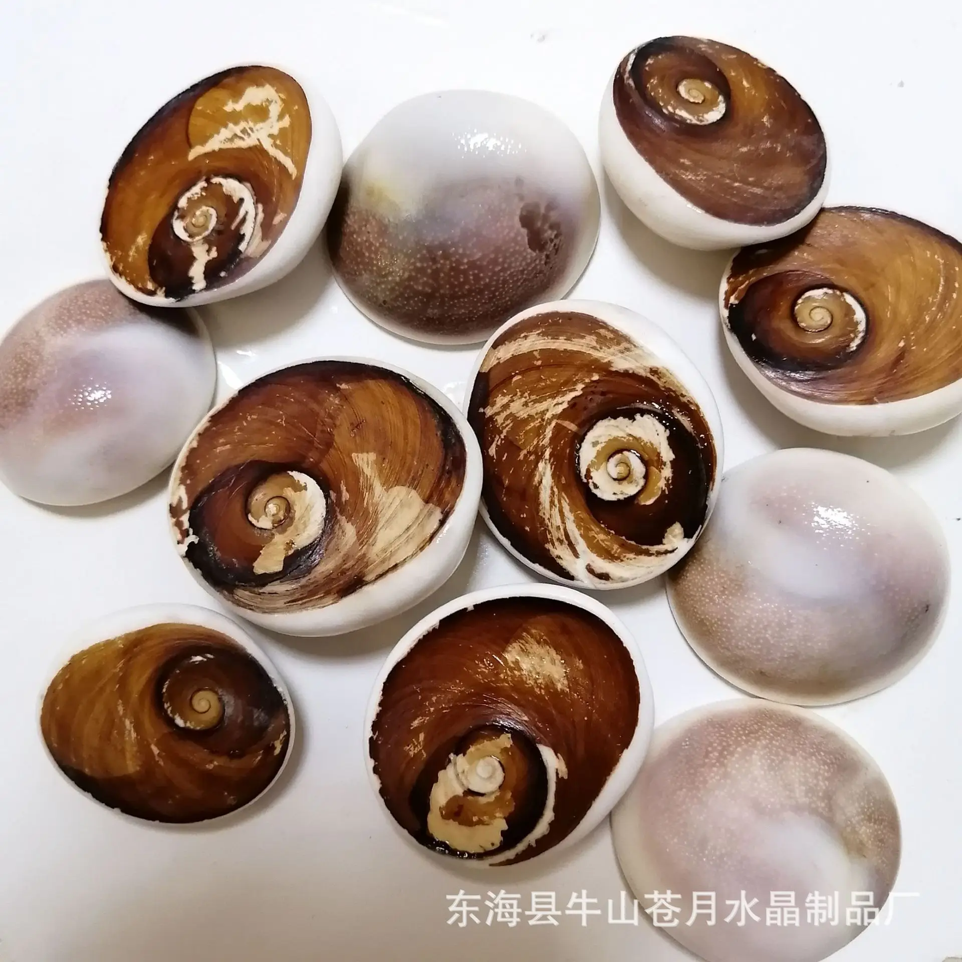 

Natural conch shell fossil taiyangbei protolith marine paleontological specimens wholesale