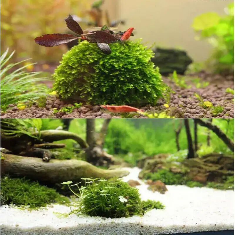 Аквариум мох Marimo шар живые растения фильтр для Java креветок аквариум|Подставки
