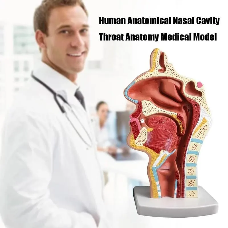 

3d Head Anatomical Model Mouth Nose Throat Medial Vascular Nerve Anatomy Statues Teaching Aids Tool Medical School Use