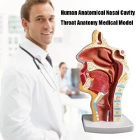 3d head anatomical model mouth nose throat medial vascular nerve anatomy statues teaching aids tool medical school use