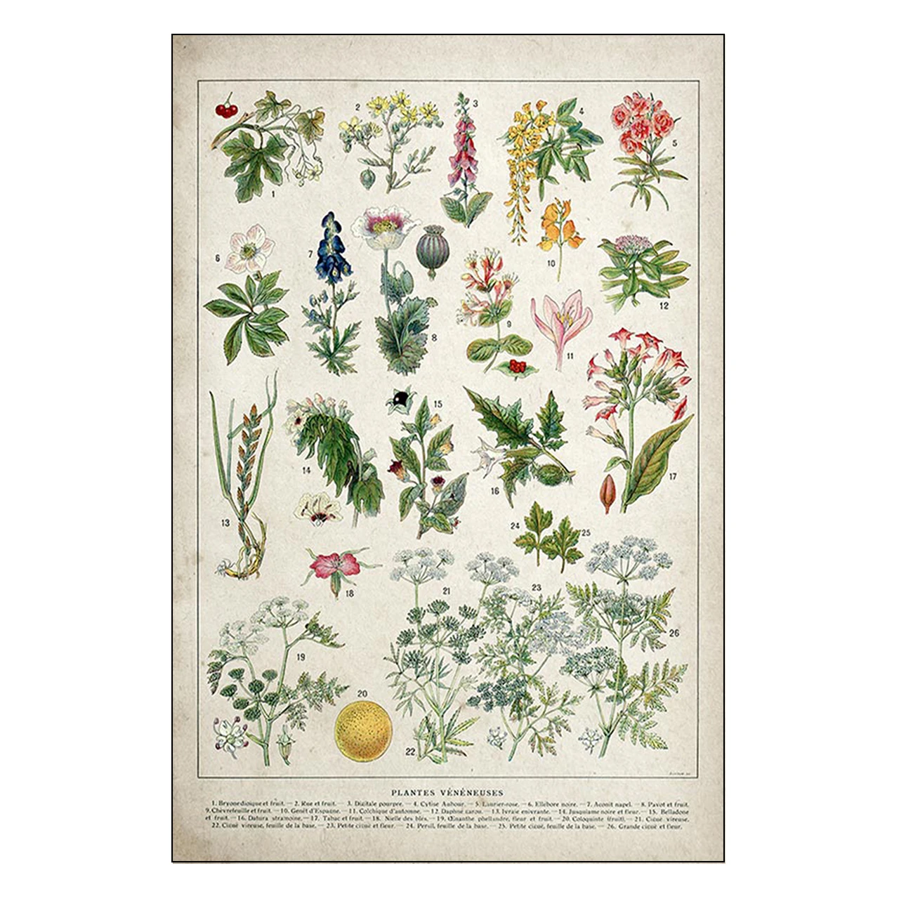 Плакат Palaeobios с растением в стиле ретро гобелен из искусственного шелка фруктами