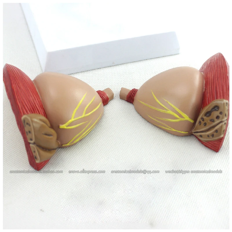 

12438 / Prostate Partitioning Model, BPH Examination Comunication, Medical Science Educational Anatomical Models
