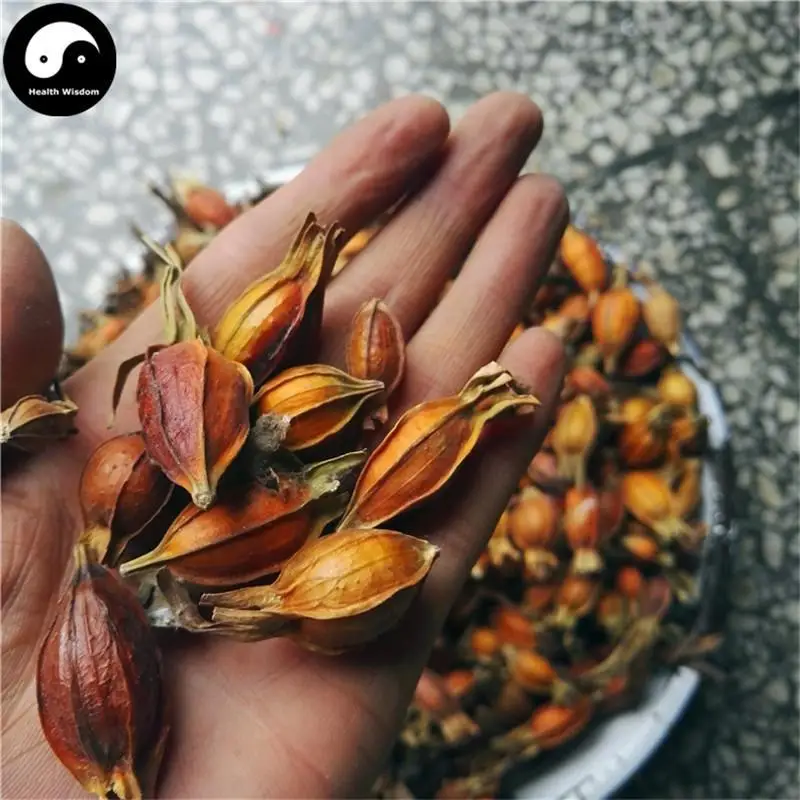 

Zhi Zi, Shan Zhi, Fructus Gardeniae, Cape Jasmine Fruit