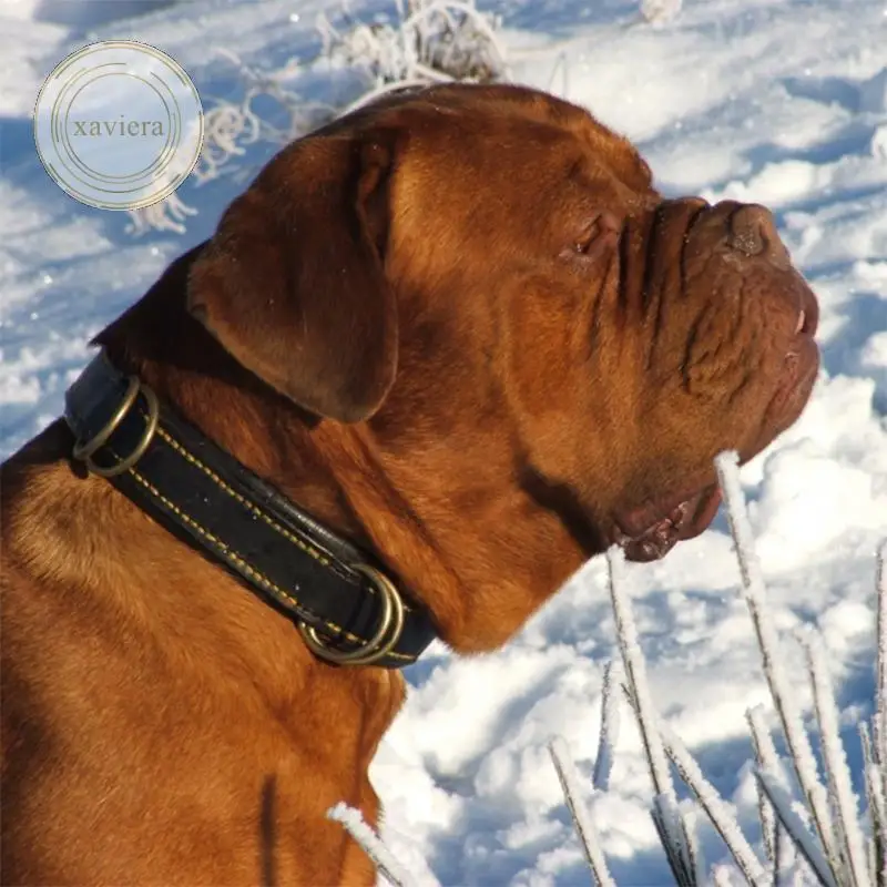 5D Diy Diamond Painting Dog Animal Pattern Diamond Cross Stitch Kits Embroidery Full Round Drill Mosaic Rhinestone Art Picture