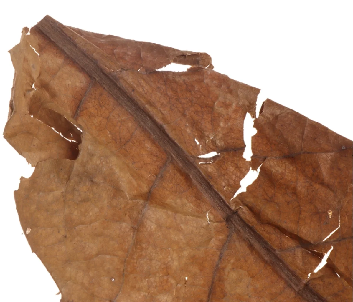 20 шт. натуральные листья Terminalia Catappa индийский остров миндаль Бетта для очистки