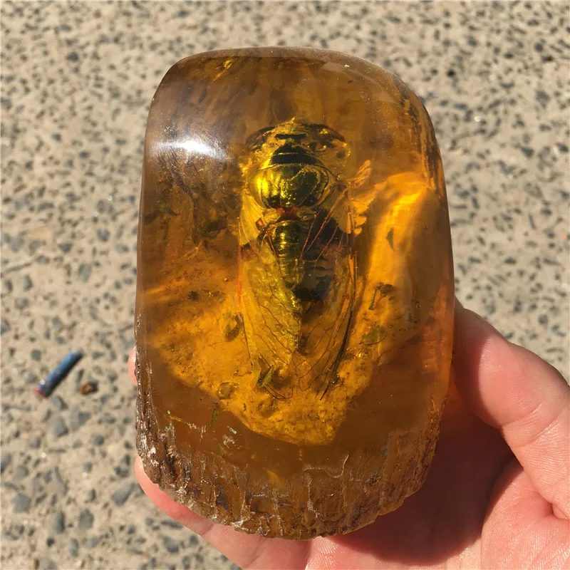 cicada 10 см Натуральный Янтарный пчелиный воск сырой камень насекомых дисплей скорпион. «Бабочка». Цикада. Стрекоза - Цвет: cicada