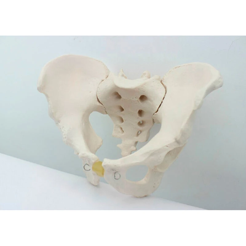 Модель медицинского человеческого тела Hi Q из ПВХ для анатомии таза модель