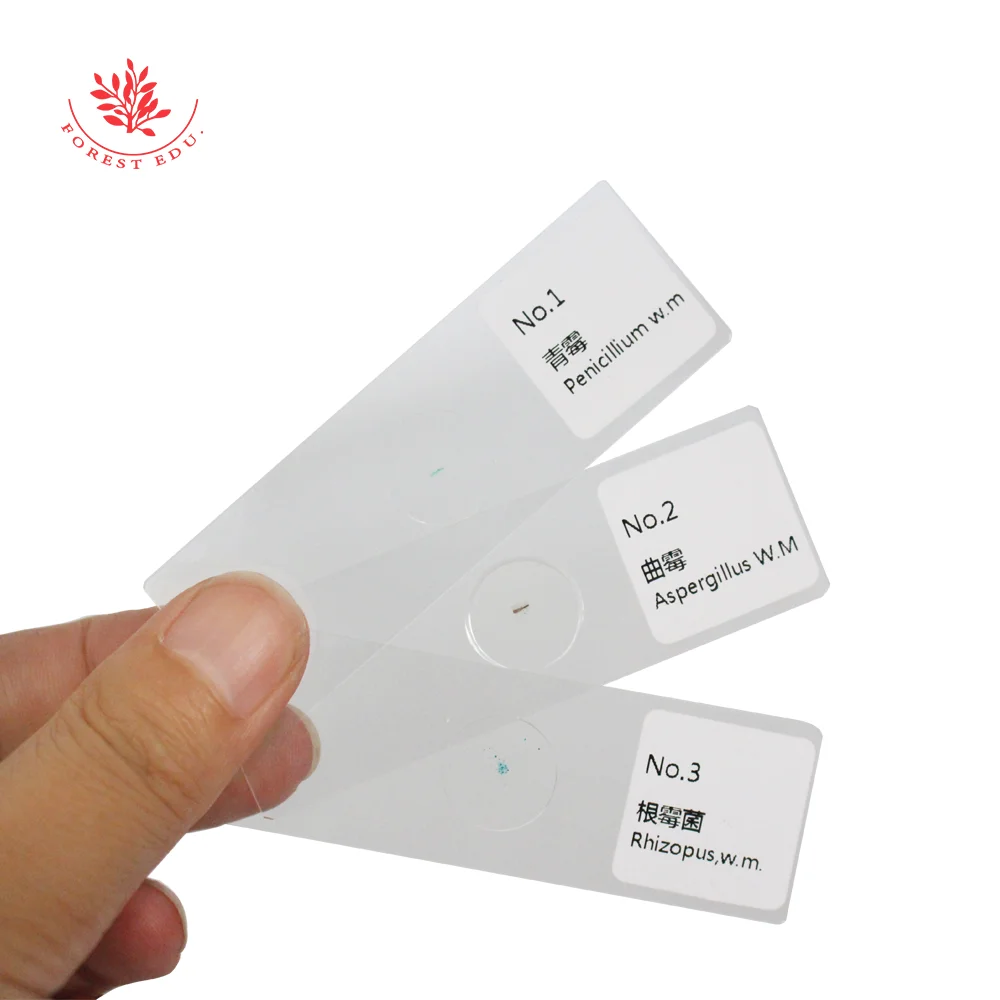 Микроскоп слайды бактерий/смешанные подготовленные 20 шт./компл. | Канцтовары для