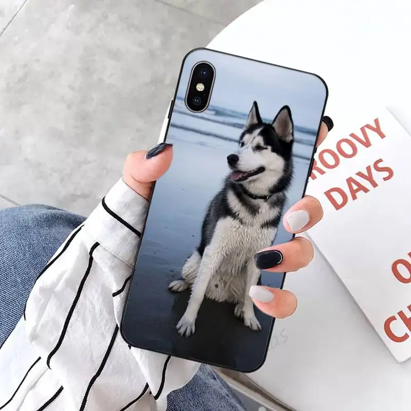 

Alaskan Malamute Siberian husky cute dog Phone Case for iPhone 11 12 mini pro XS MAX 8 7 6 6S Plus X 5S SE 2020 XR