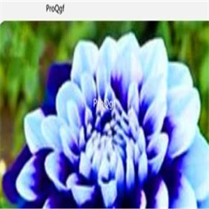 Ngryise 15 шт набор Dahlia лампочка - Цвет: 11
