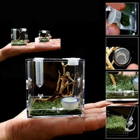 black widow spider small insect breathable terrarium transparent reptile breeding box assembled eco box