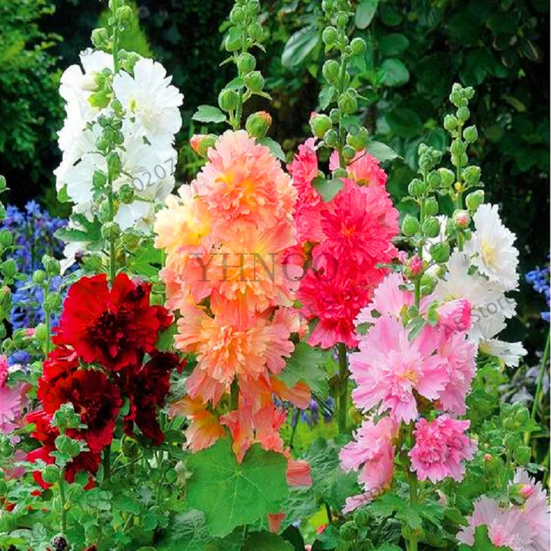 Большая распродажа! 20 шт Hollyhock бонсай(Alcea Rosea 'Nigra') разноцветный цветочный Многолетние растения растение для сада и дома украшения Dec