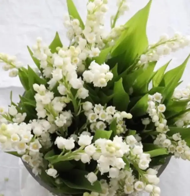 

Weddings and important occasions / Wedding accessories / Bridal bouquets RCP