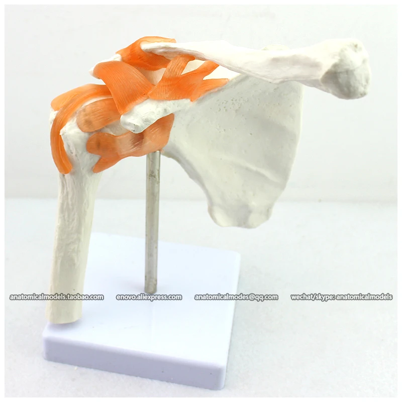 12038/модели серии человеческих суставов 6 в 1 лодыжки стопы плеч запястья рук