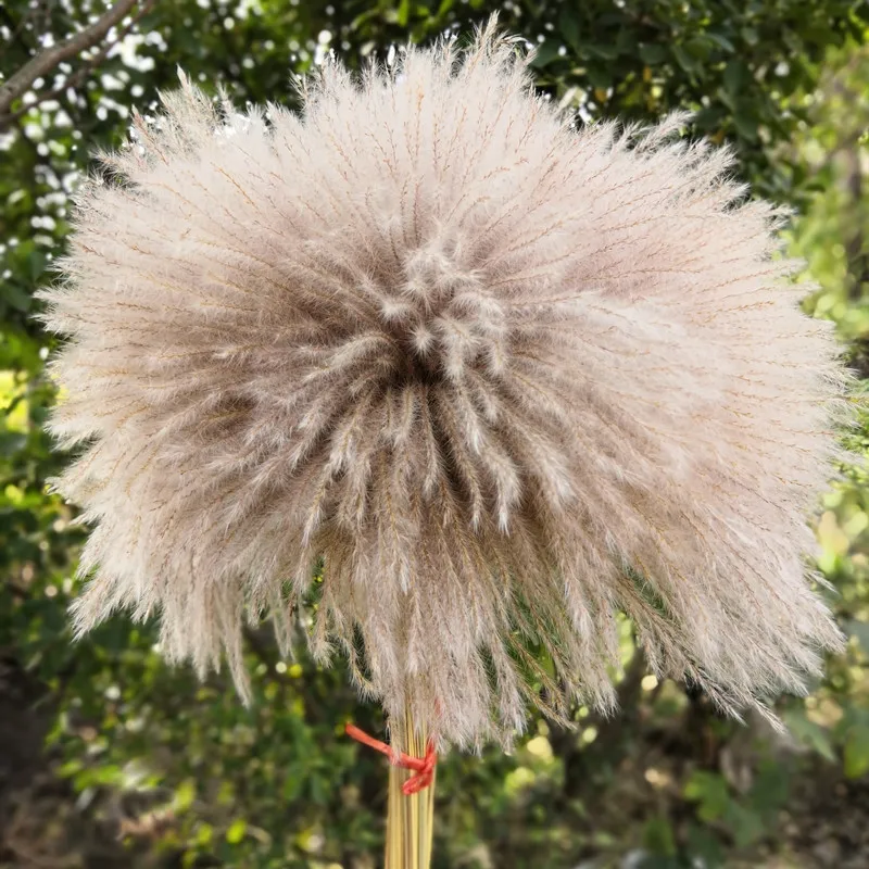 Сушеная пампасная трава натуральные травы тростник цветы букет цветов сухие