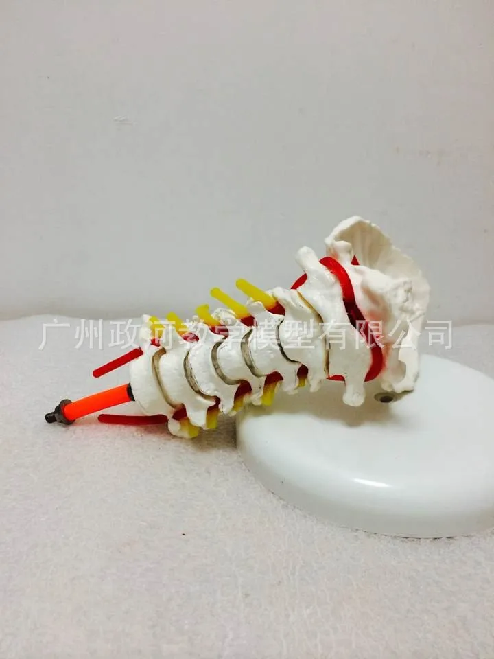 Модель медицинского скелета с каротитальной артерией и 7 ортопедами| |