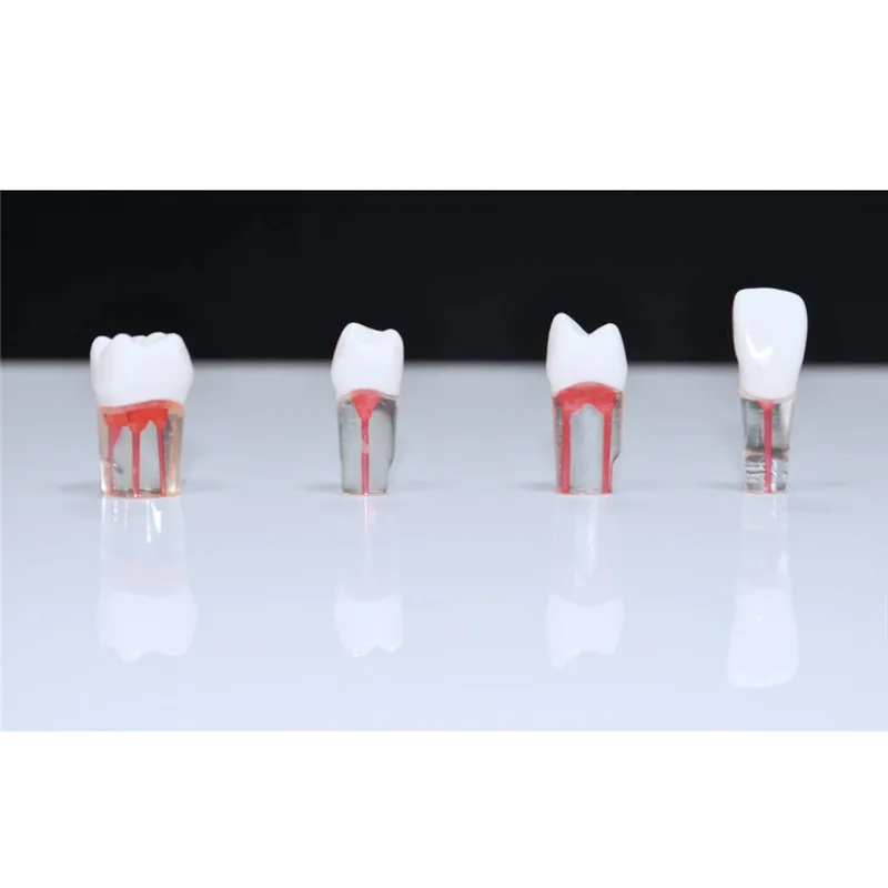 Dental Endo Training Block M8006 Dental Root Canal Teeth Model
