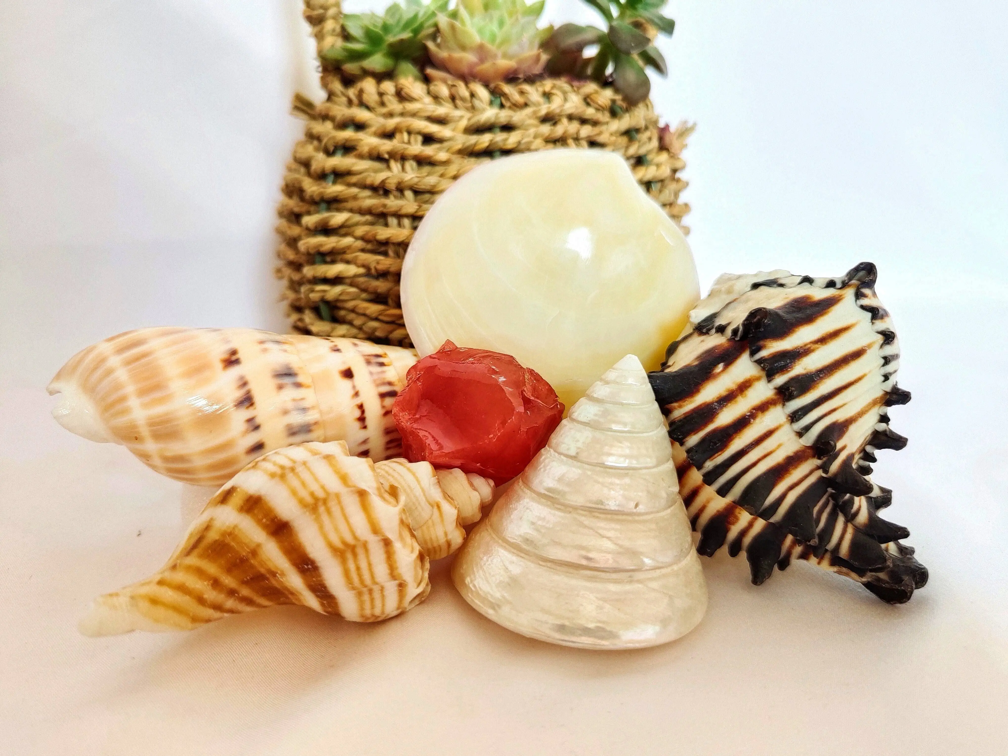 

Natural Conch Shell Mini Conch Crystal Rough Stone Healing Stone Home Decoration DIY Fish Tank Landscaping Shell