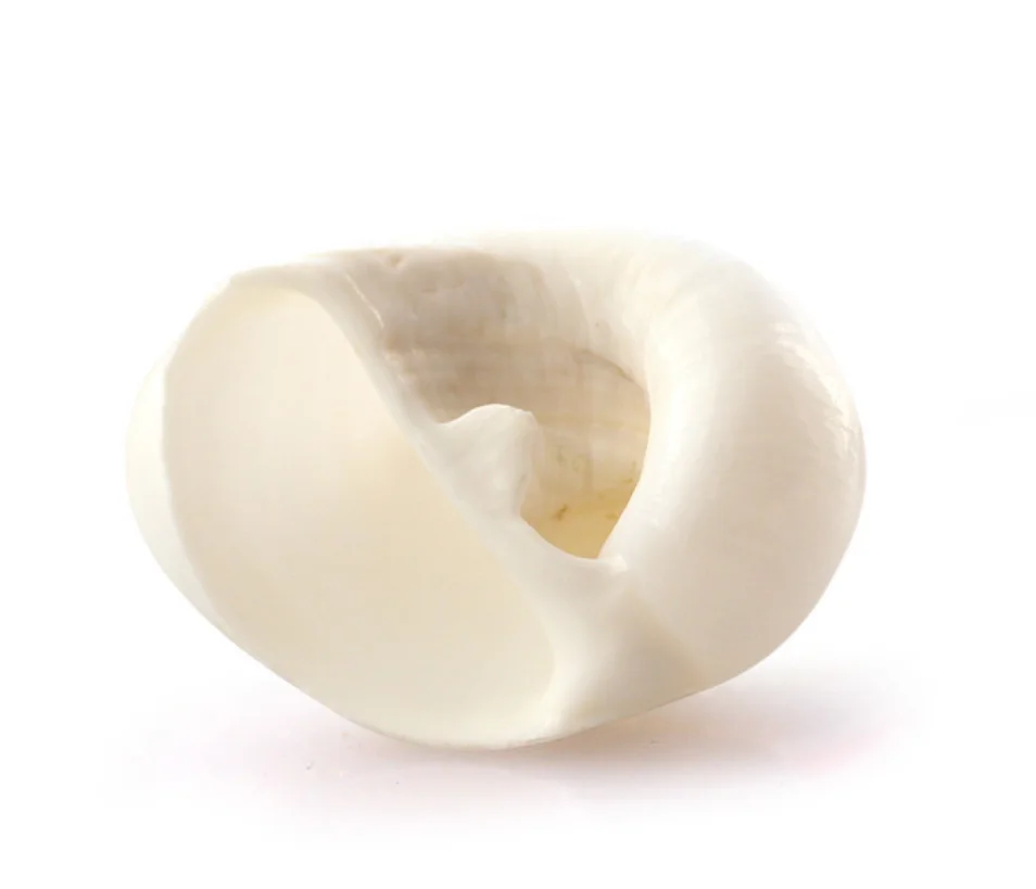 

50pcs Natural conch shell Aquarium decoration mini Sea Beach Shell Conch Seashells DIY Crafts for party Home decor white