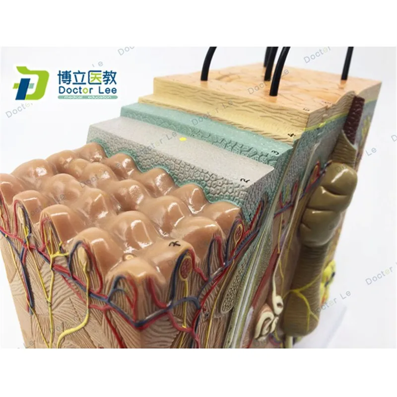 Модель кожи увеличенная анатомическая модель в 50 раз для научных классов