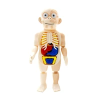 educational 3d puzzle human body anatomy model educational learning organ assembled toy body organ teaching tool for children