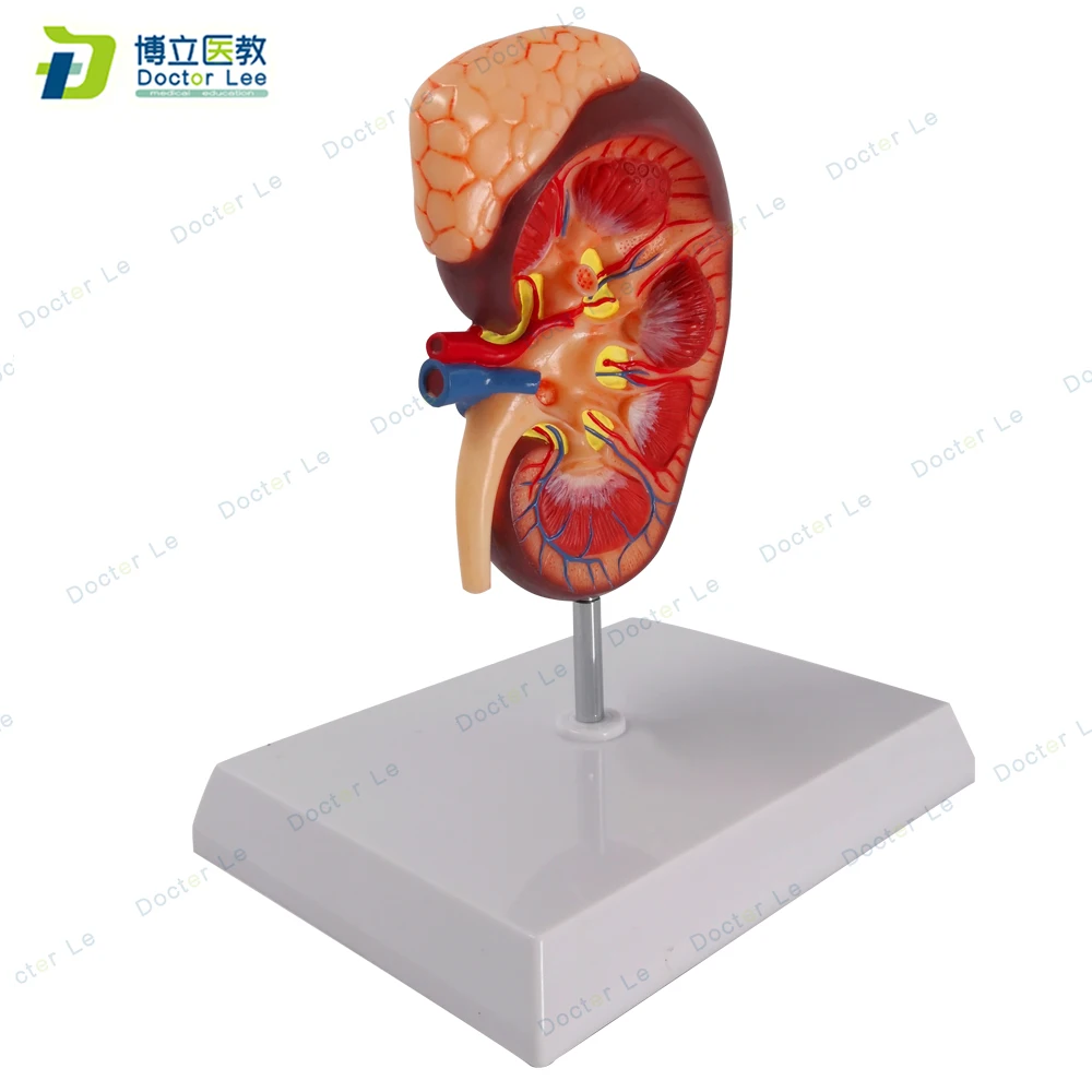 Медицинское обучение мочевой системы и почечной структуры для двухкратной