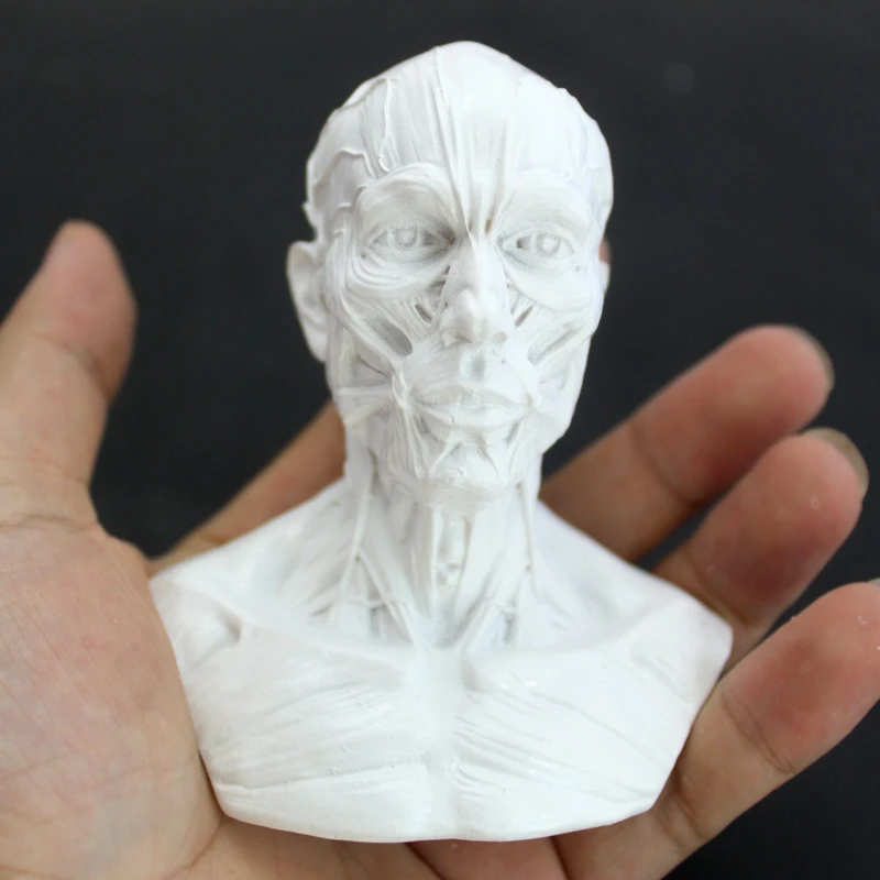 Модель головы скелета человеческой мышцы модель черепа анатомия бюста Учебная