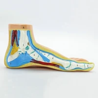 human foot model foot muscles normal foot flat foot arched foot model foot muscle anatomy model medical science teaching model