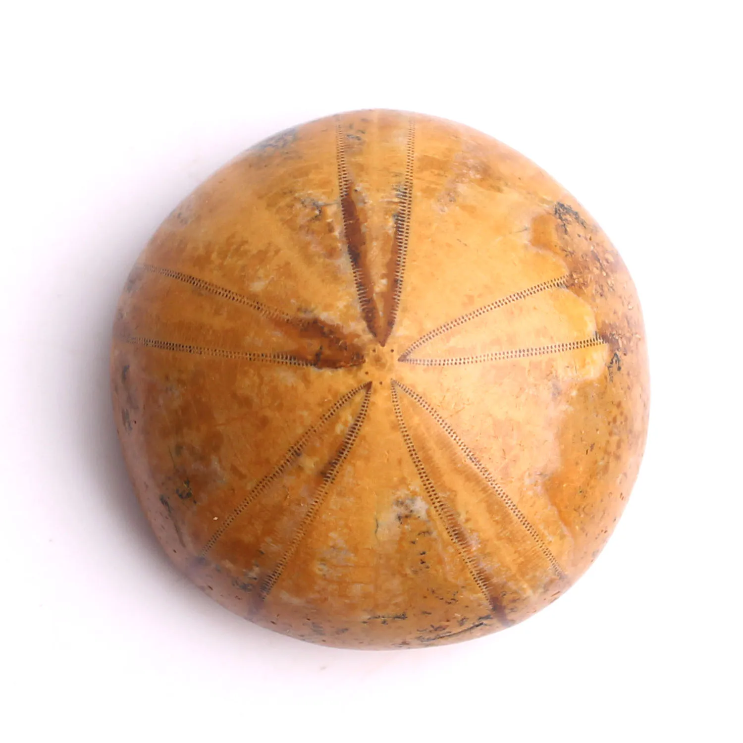 1 шт. высококачественный натуральный образец морской звезды разных размеров