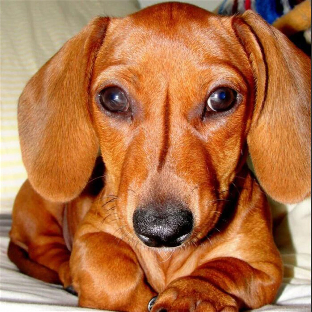 

Мозаика «такса» с животными, полная картина «сделай сам», вышивка, полный набор, домашний декор, рождественский подарок, товары для дома, иск...