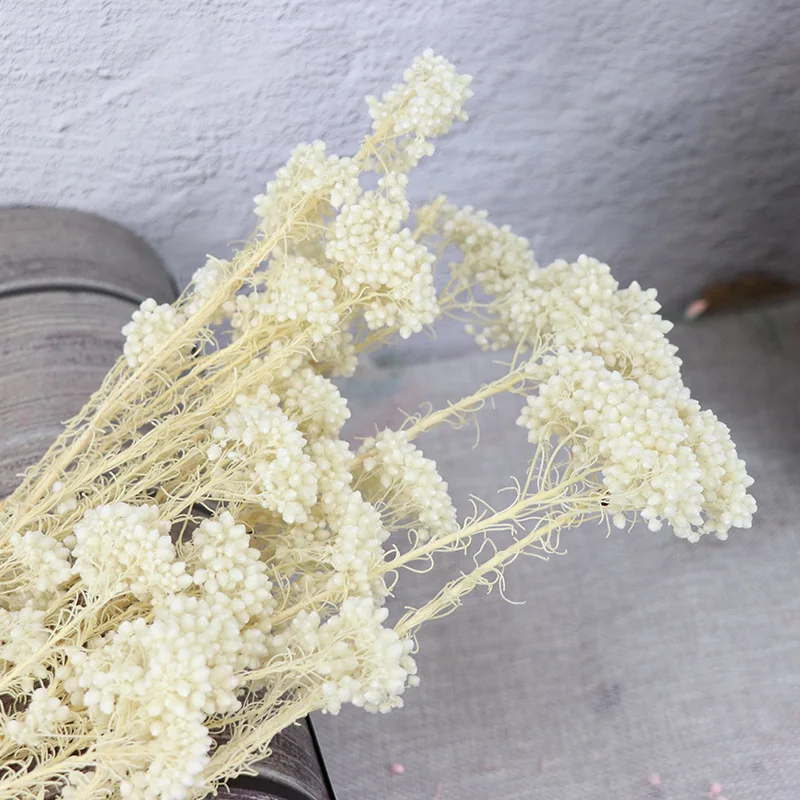 Natural Dried Fresh Preserved Millet Flower Eternal Dry Flower Ramillete DIY Material Wedding Decor Dekoration Fleurs Sechees images - 6