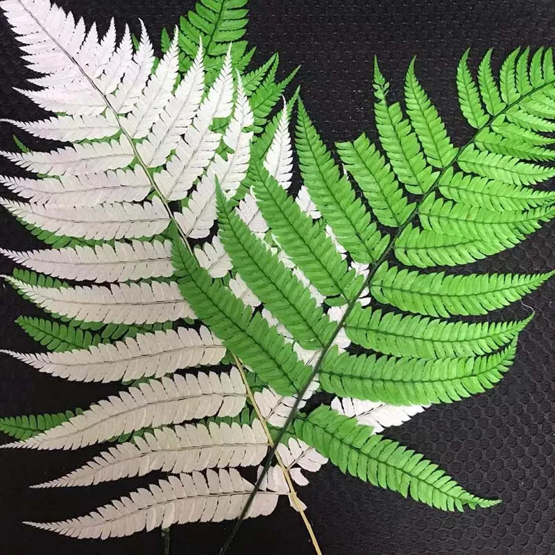 

10PCS/Fiddlehead Ferns,Dry Natural Fresh Preserved Plant,Eternal Dried Arachniodes Leaves For christmas leaf,Wedding Decoration