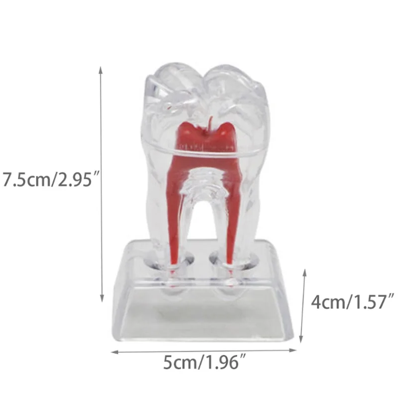 Большой Зуб Молярная Модель разделяемая обучающая демонстрационная модель