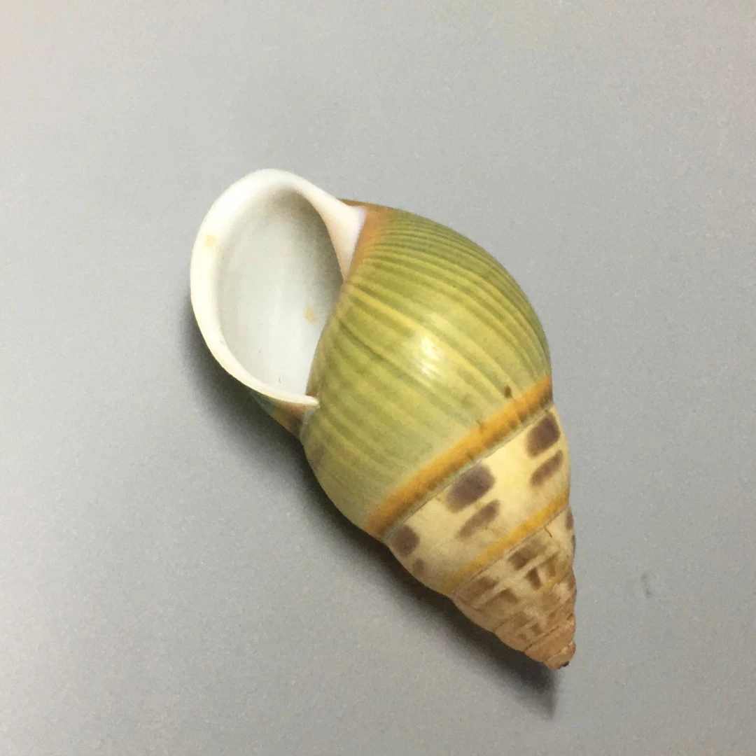 

Natural shells, conch, selected best collections, hermit crab replacement shell ornaments, aquarium snail shell