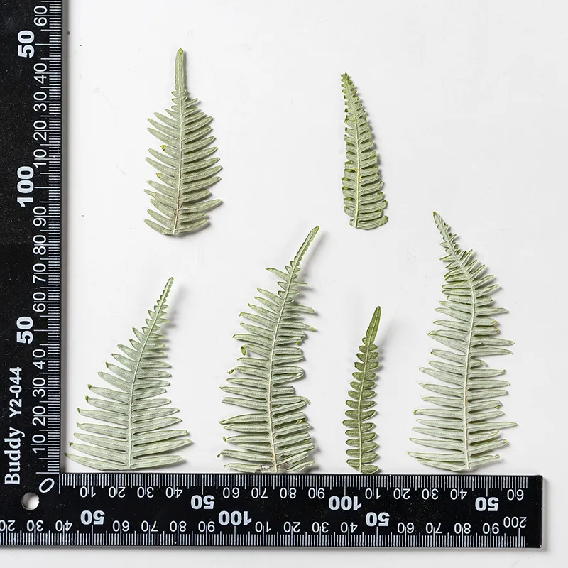 

120pcs Pressed Dried Flower Dicranopteris dichotoma Leaf Herbarium Epoxy Jewelry Bookmark Phone Case Makeup Nail Art Craft DIY