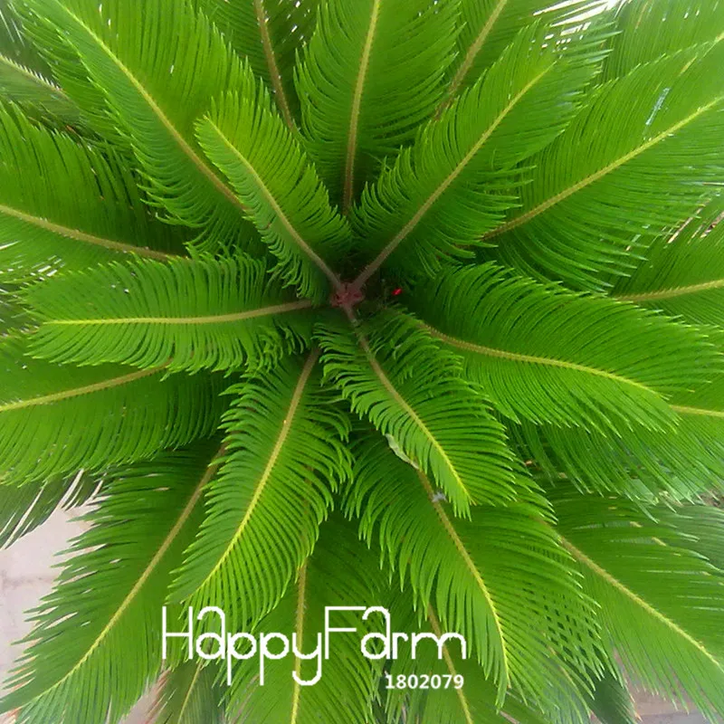 Лидер продаж! Cycas завод бонсай цветочные растения в горшках для DIY домашний сад предметы домашнего обихода 50 шт./лот Cycas flores,#3VAYJ4