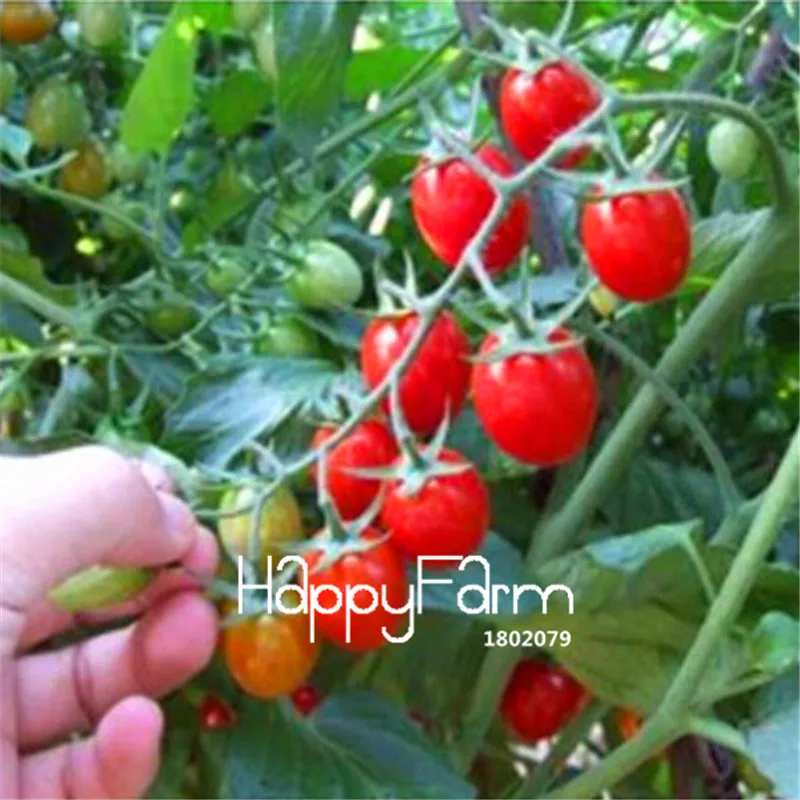 New Fresh 20 Pcs/Lot Rainbow Tomato Plants, bonsai organic vegetable& fruit Plantas,potted plant for home&garden - Цвет: 13