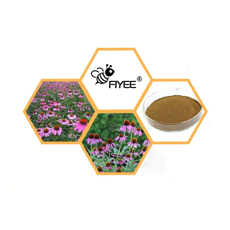 Organic Echinacea Purpurea Extract Echina cea purpurea purple coneflower extract powder King of Blood Purification | Красота и